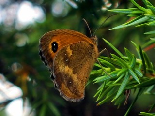 Fototapeta premium kelebek