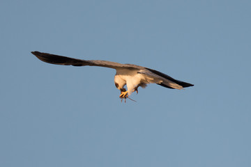 White-tailed kite flying in the wild at sunset, eating a mouse just caught