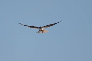 Fototapeta premium Tern about to dive into the San Francisco Bay