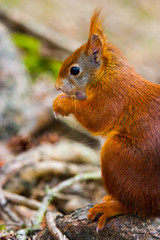 Wild red squirrel in Formby nature reserve north west UK