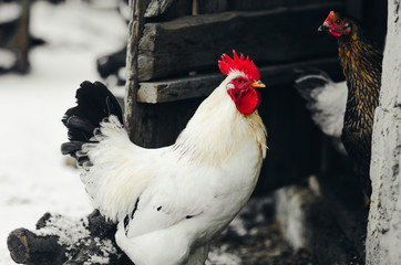 the cock in the village