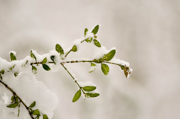 feuilles gelées