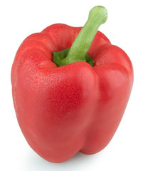 isolated pepper