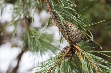 Fototapeta premium pine branch in winter Park outdoor