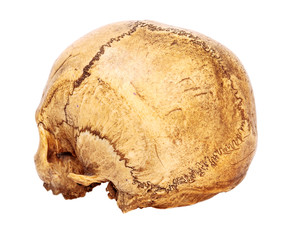 Old Human Scull