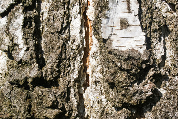 birch bark, texture, background