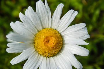 summer landscape, white flowers, chamomile, nature, weather phenomena