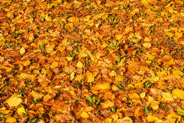 autumn landscape, the bright yellow leaves on the trees, fallen yellow leaves on green grass, trees in yellow leaves