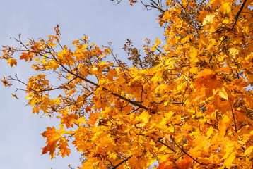 autumn landscape, the bright yellow leaves on the trees, fallen yellow leaves on green grass, trees in yellow leaves