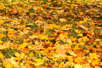 autumn landscape, the bright yellow leaves on the trees, fallen yellow leaves on green grass, trees in yellow leaves