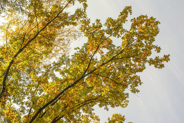 autumn landscape, the bright yellow leaves on the trees, fallen yellow leaves on green grass, trees in yellow leaves