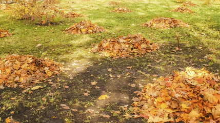 autumn landscape, the bright yellow leaves on the trees, fallen yellow leaves on green grass, trees in yellow leaves