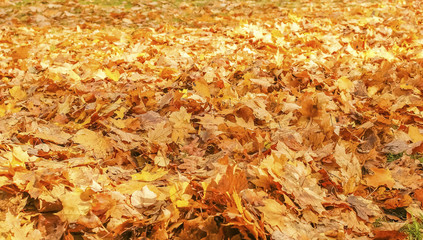 autumn landscape, the bright yellow leaves on the trees, fallen yellow leaves on green grass, trees in yellow leaves