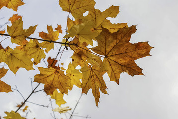 autumn landscape, the bright yellow leaves on the trees, fallen yellow leaves on green grass, trees in yellow leaves