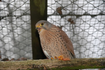 Turmfalke