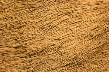 Macro shot of animal hide or fur
