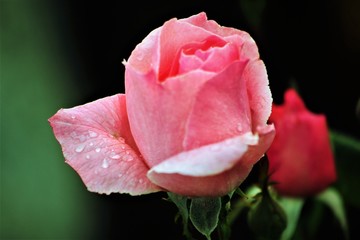 Pink Rose Closeup