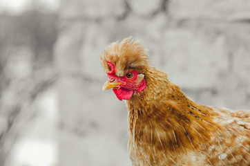 the tool on the wood