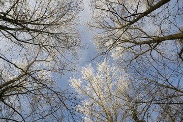 Baumkronen mit Frost im Winter