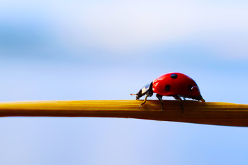Ladybug insect macro good luck