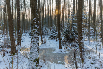 Winter landscape of natural forest with alder trees