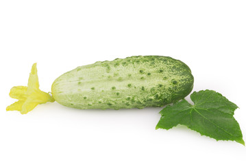raw cucumber
