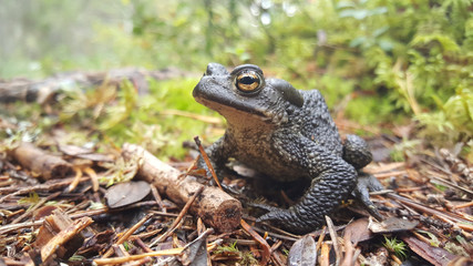 Common toad