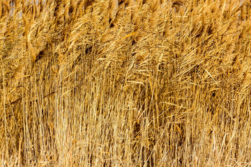 common reed (phragmites australis) bending with the wind, in win