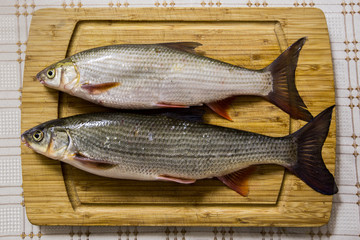 Healthy fish cought in winter season river, winter fishing