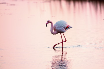 Pink flamingos walking in the water early in the morning