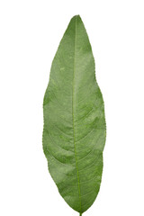 peach leaf