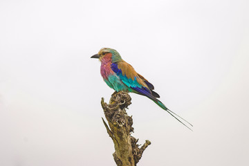 Lilac brested roller bird Kenya Masai Mara Africa