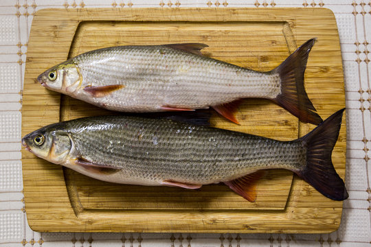 Fototapeta Healthy fish cought in winter season river, winter fishing