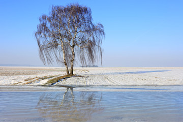 Piękna brzoza płacząca zimą z odbiciem w jeziorze. © Stanisław Błachowicz