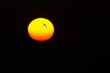 Sunrise with a bird flying