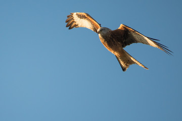 Red kite (Milvus milvus) in flight with wings angled. Medium-large bird of prey in family Accipitridae, flying in Wales, UK
