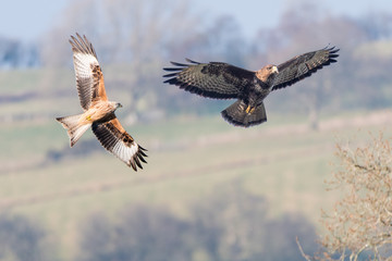 Comparison of red kite (Milvus milvus) and buzzard (Buteo buteo). Two similarly sized birds of prey seen in flight with undersides visible; digital composite of two images - obrazy, fototapety, plakaty