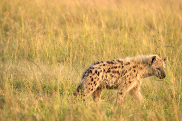 Spotted Hyena