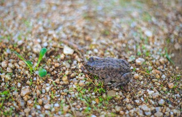 Balearische Wechselkröte (Bufotes balearicus oder Bufo balearicus), Korsika, Frankreich, Europa