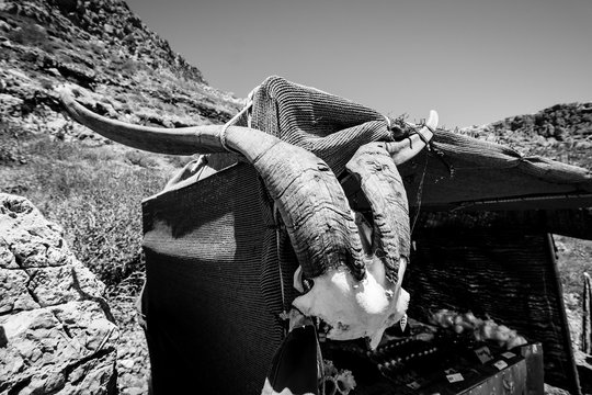 Horn of the bezoar ibex (Capra aegagrus aegagrus). Close-up. Black and white.