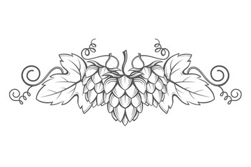 illustration of hops for brewing