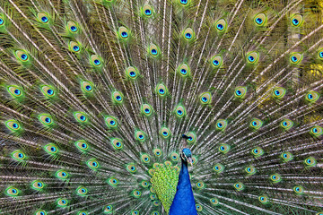 Fototapeta na wymiar Peacock full spreading tail