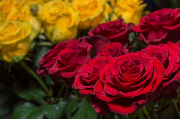 Obraz premium bouquet of red roses and a bouquet of yellow roses in the backgr