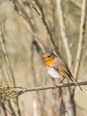 Obraz premium European Robin in their natural environment.