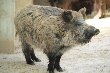 Jabalí ibérico