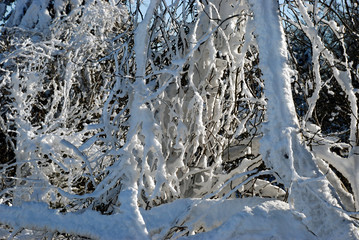 Winterlandschaft in Hessen