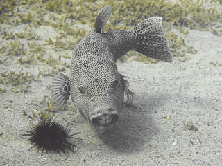 Stellate puffer fish (Arothron stellatus), also known as the starry puffer, or starry toadfish,...