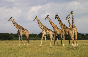 Giraffe Masai Mara Kenya Africa