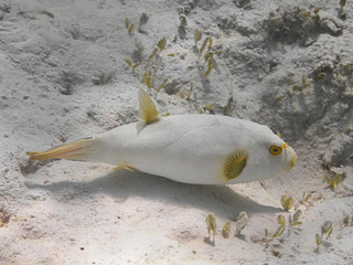 Immaculate puffer (Arothron immaculatus) fish swimming in the water of tropical sea.