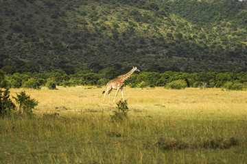 Giraffe Masai Mara Kenya Africa